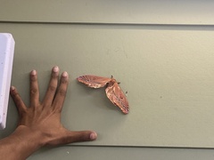 Opodiphthera loranthi