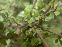 Coprosma