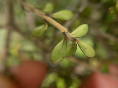 Coprosma