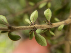 Coprosma