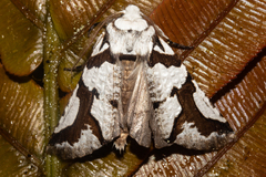 Declana egregia