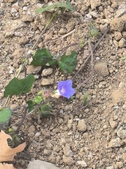 Convolvulaceae