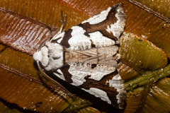 Declana egregia