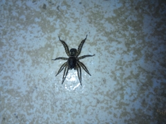 Paratrochosina amica