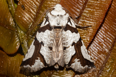 Declana egregia