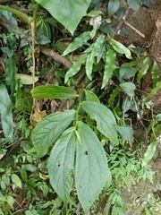Elatostema platyphyllum