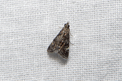 Heliothela