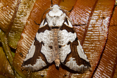 Declana egregia