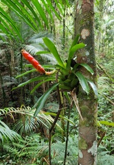 Vriesea heterostachys