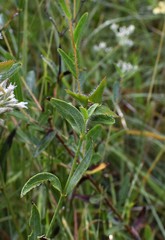 Ludwigia hirtella