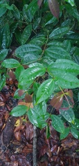 Warneckea membranifolia