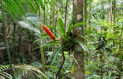 Vriesea heterostachys