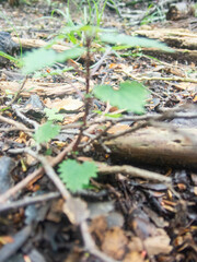 Urtica sykesii
