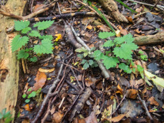 Urtica sykesii