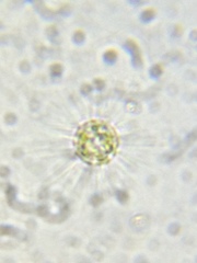 Heliozoa