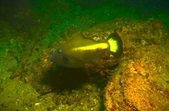 Meuschenia flavolineata