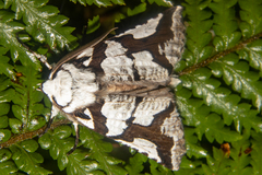 Declana egregia