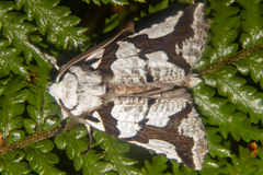 Declana egregia
