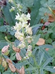 Reseda phyteuma