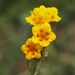 Rancher's Fiddleneck - Photo (c) J. Bailey, some rights reserved (CC BY-NC)