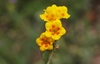 Rancher's Fiddleneck - Photo (c) James Bailey, some rights reserved (CC BY-NC), uploaded by James Bailey