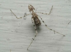 Stenolemus fraterculus