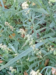Reseda phyteuma