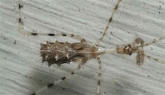 Stenolemus fraterculus