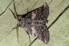 Declana griseata