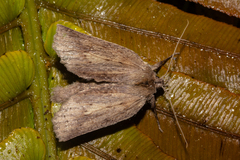 Declana leptomera