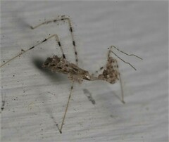 Stenolemus fraterculus