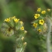 Small-flowered Fiddleneck - Photo (c) James Bailey, some rights reserved (CC BY-NC), uploaded by James Bailey