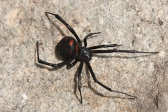 Latrodectus tredecimguttatus