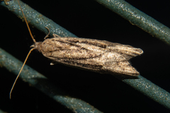 Heterocrossa