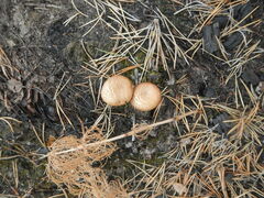 Scleroderma areolatum