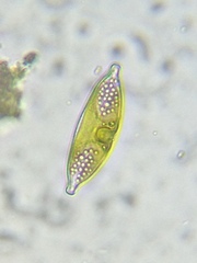 Bacillariophycidae