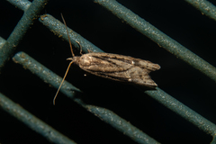 Heterocrossa