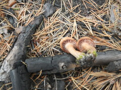 Scleroderma areolatum