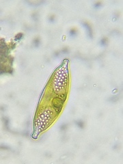 Bacillariophycidae