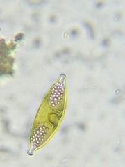 Bacillariophycidae