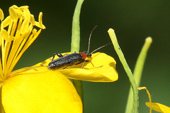 Oedemera croceicollis