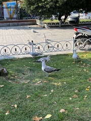 Larus michahellis michahellis