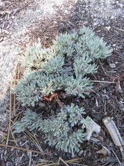 Eriogonum kennedyi