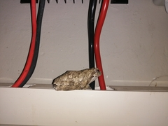 Chiromantis xerampelina