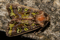 Ichneutica chlorodonta