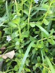 Bacopa monnieri