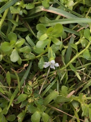 Bacopa monnieri