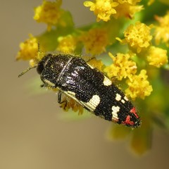 Acmaeodera amabilis