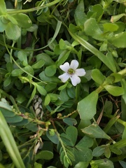 Bacopa monnieri