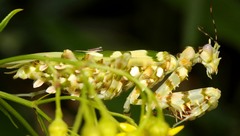 Pseudocreobotra wahlbergi